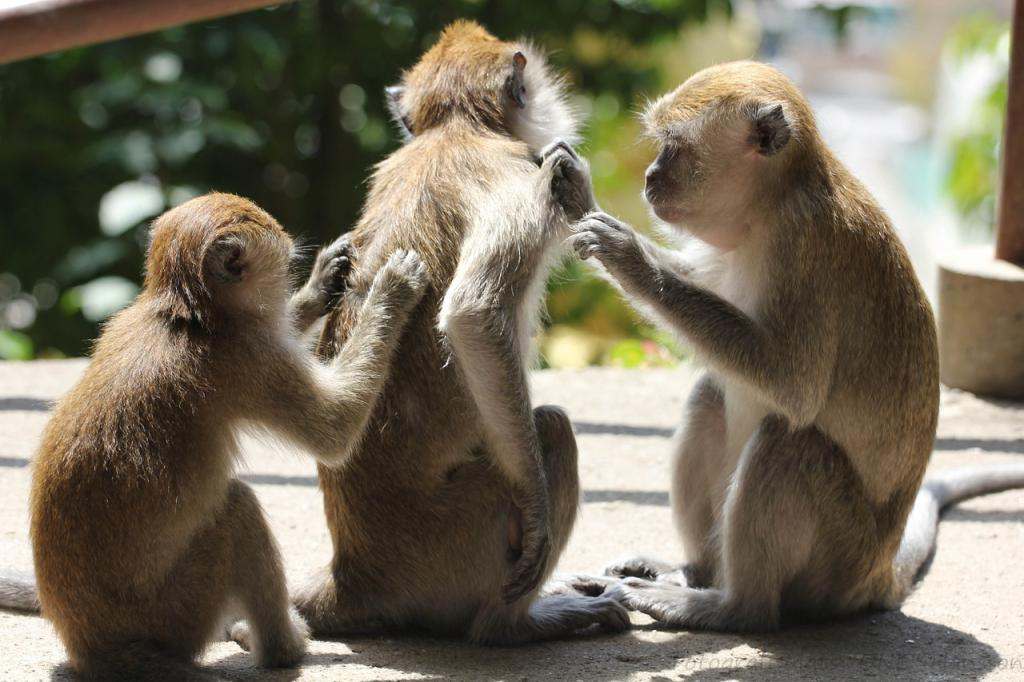 scimmiette che si grattano