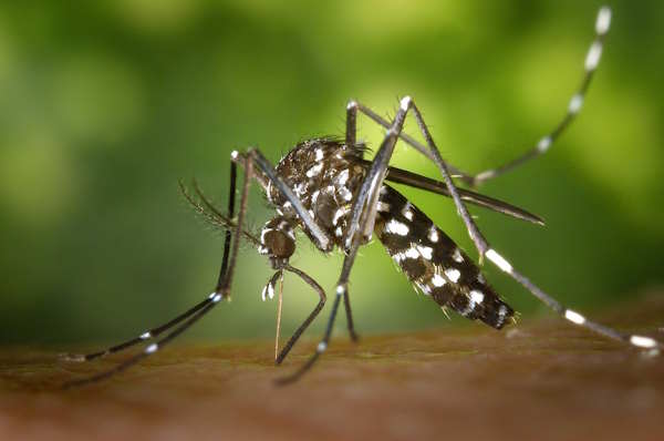 mosquito 49141